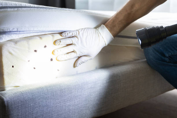 Best Pest Control Near Me  in Perry, OK