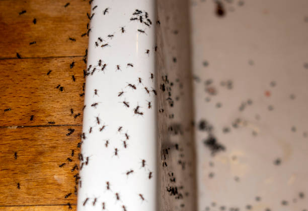 Best Ant Control Services  in Perry, OK